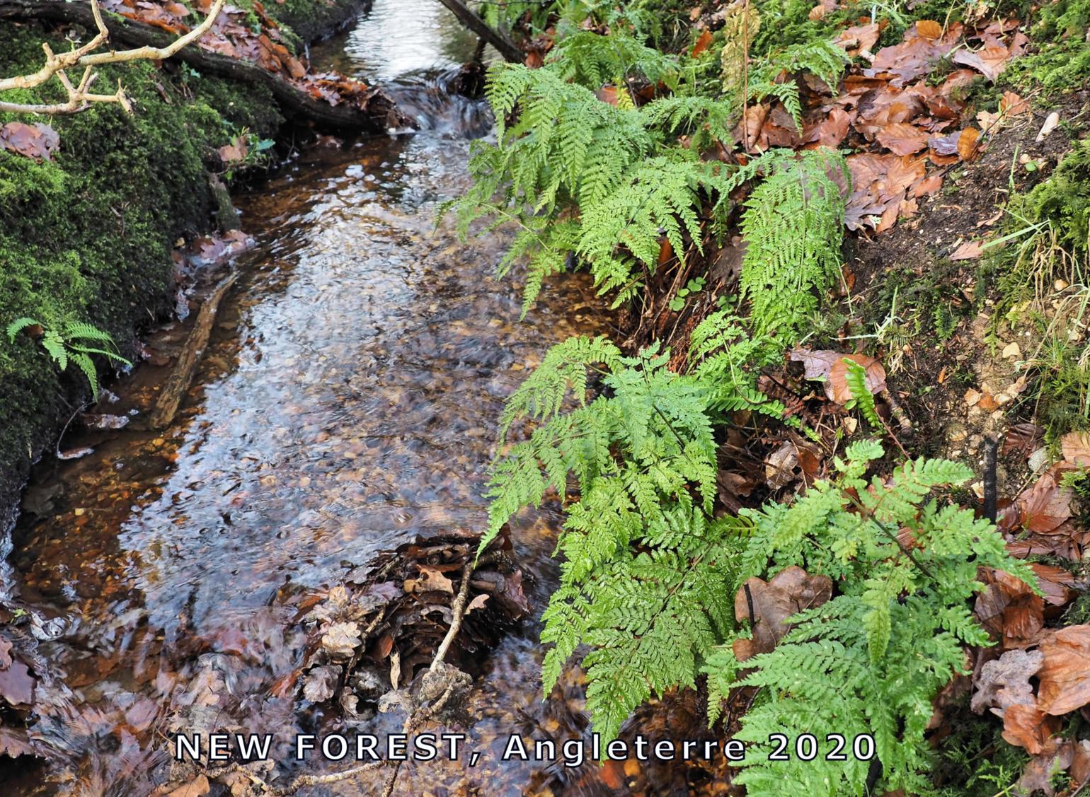 Fern, Narrow Buckler